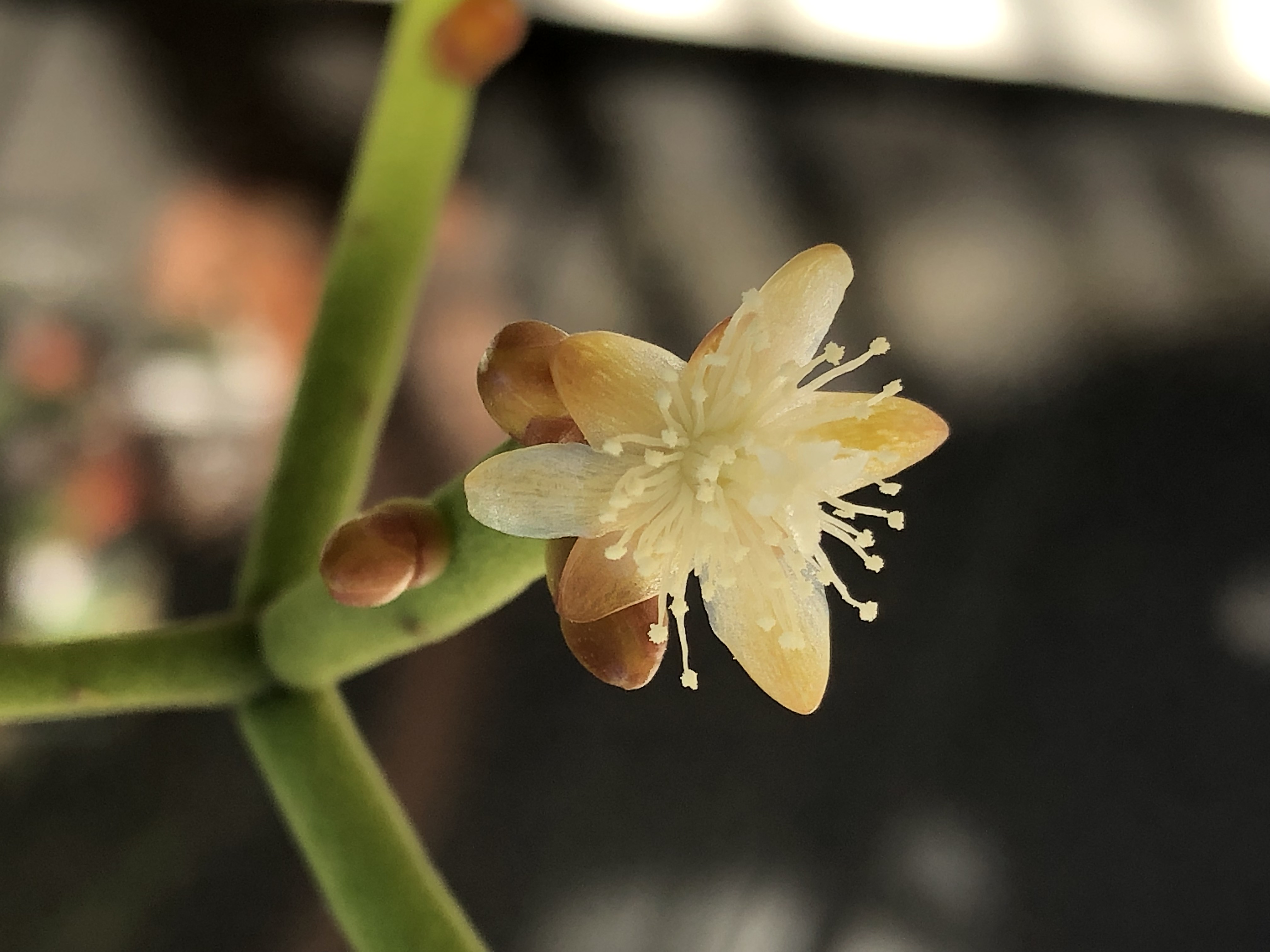 http://www.cloudjungle.com/cloudjungle/Cactaceae/Rhipsalis/Rhipsalis pittieri flower.jpeg